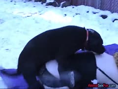 An animal fucks an amateur big milf wife wearing lingerie outside in the bitter cold.